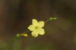 Ridged yellow flax